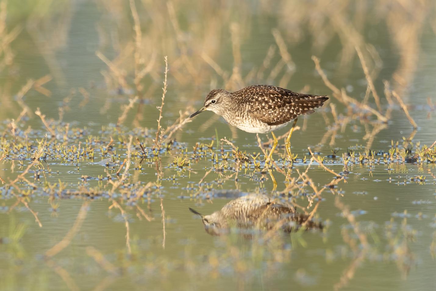 Bruchwasserläufer