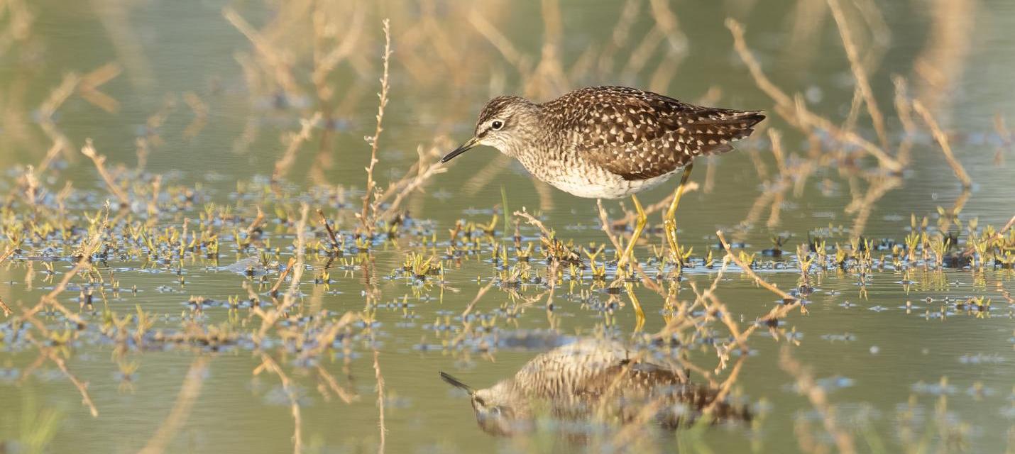 Bruchwasserläufer