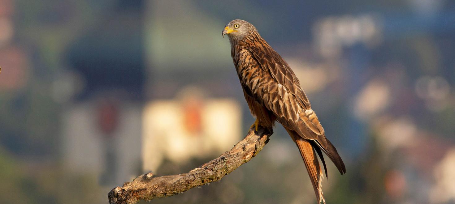 Rotmilan_Kirchturm Würenlos