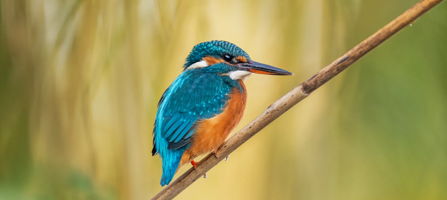 Eisvogel_Stettler_Nicolas
