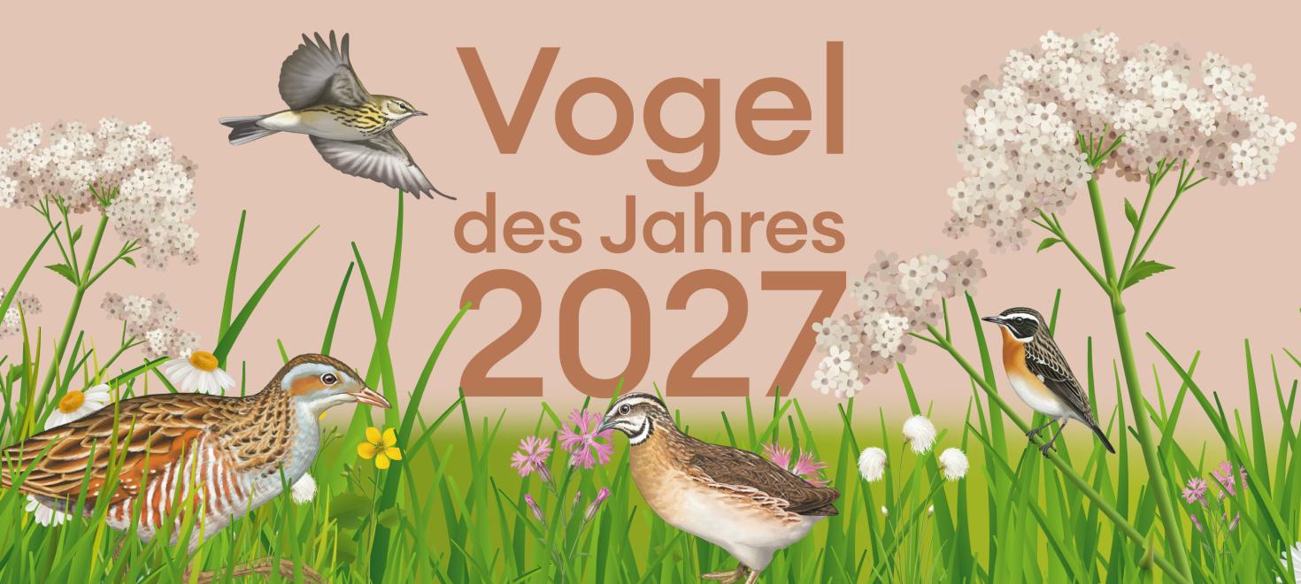 VogeldesJahres_2027_BirdLifeSchweiz